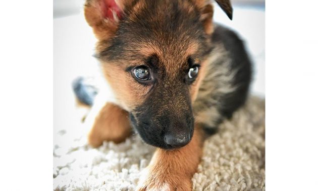 Price Of German Shepherd Puppy