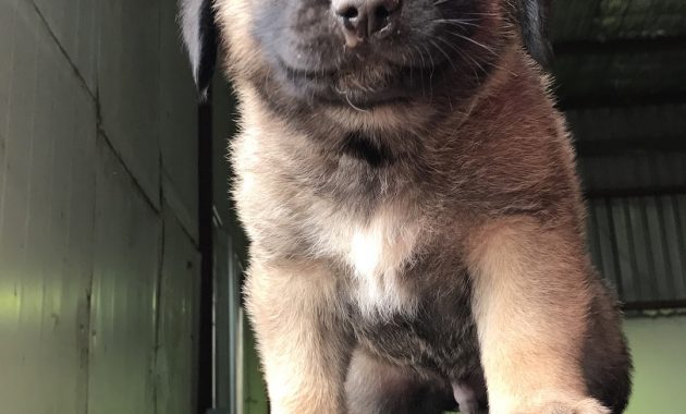 Puppys For Sale Near Me
