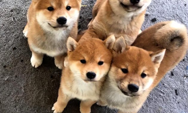 Shiba Inu Puppies For Sale Near Me