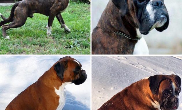 boxer breeders in pa puppies for sale