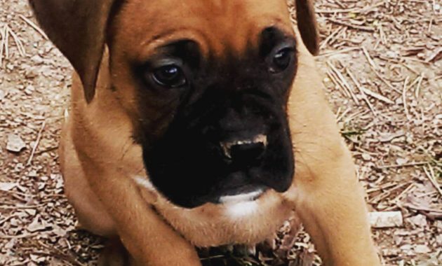 boxer puppies for sale in md