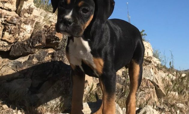 cheap boxer puppies for sale in pa