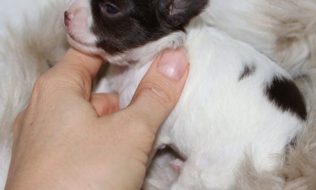 chihuahua mix puppies for sale