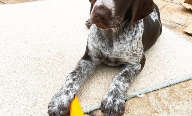 german shorthaired pointer puppies for sale in jacksonville fl