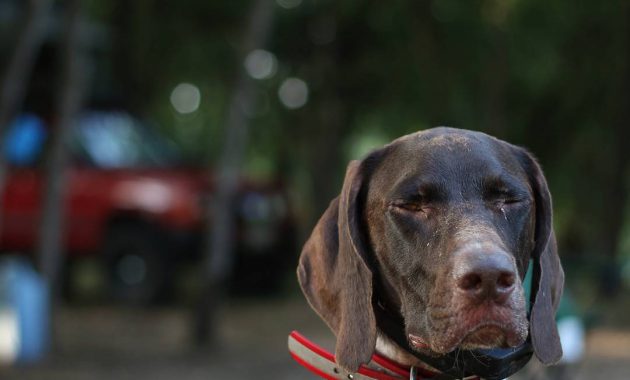 german shorthaired pointer rescue florida