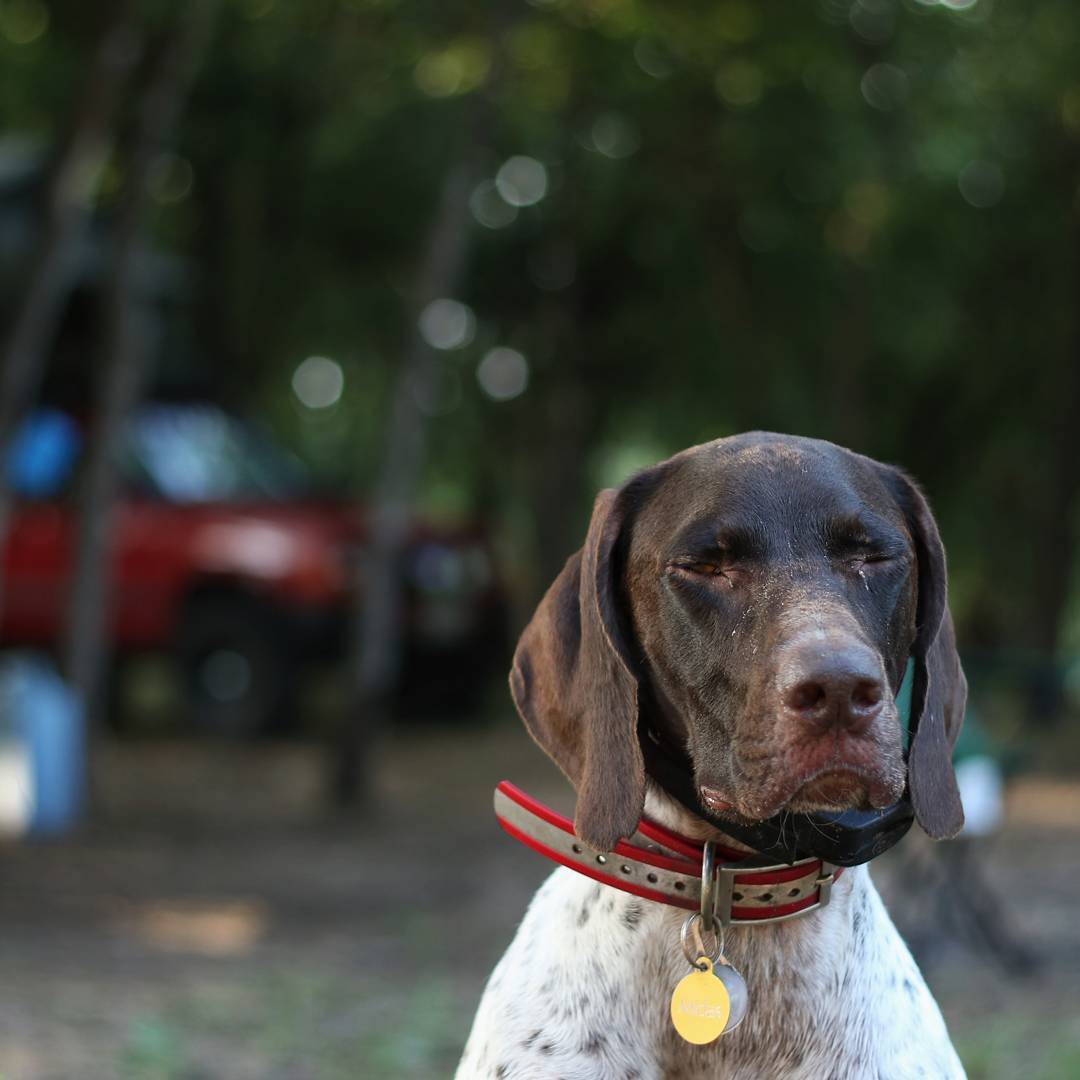 german shorthaired pointer rescue florida