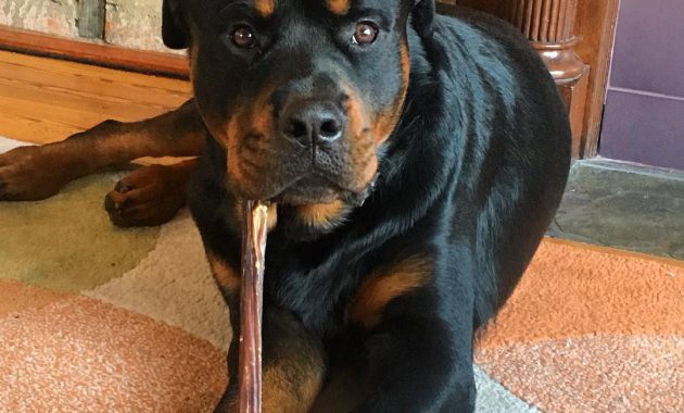 how long should a puppy chew on a bully stick