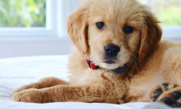 pure golden retriever puppies for sale