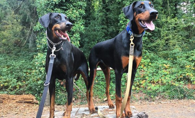red doberman puppies for sale near me
