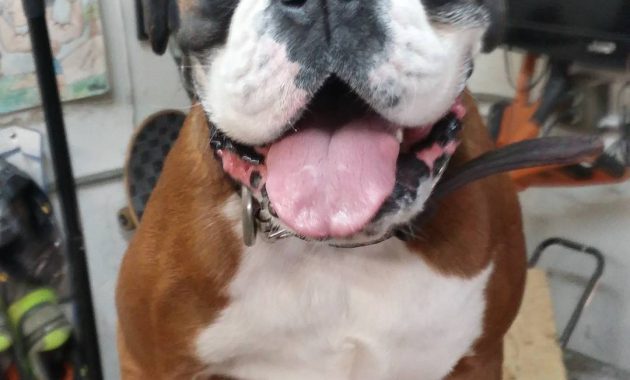reputable boxer breeders in pa