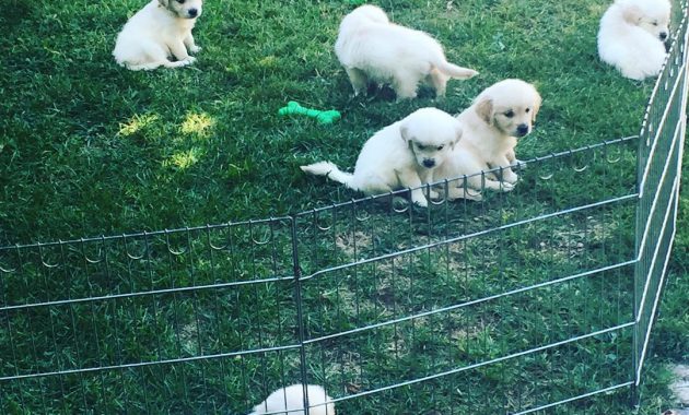 yellow lab puppies for adoption