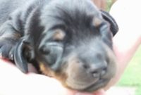 1517651039 Smooth Haired Miniature Dachshund Puppies For Sale.jpg