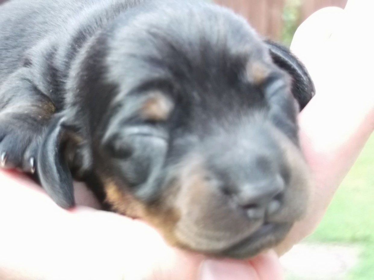 1517651039 Smooth Haired Miniature Dachshund Puppies For Sale.jpg