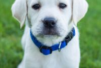 1517651169 Male White Labrador Puppy Placed.jpg
