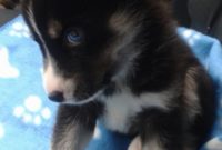 1517651771 Pomsky Puppies For Sale.jpg