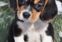 1517655771 Free Puppies In My Area Dog Breeds Picture.jpg