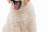 1517656302 Dog Pregnancy Vet Tips For Caring For Your Pregnant Dog.jpg