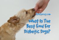 1517657062 What Is The Best Food For Diabetic Dogs Barksprout Com.jpg