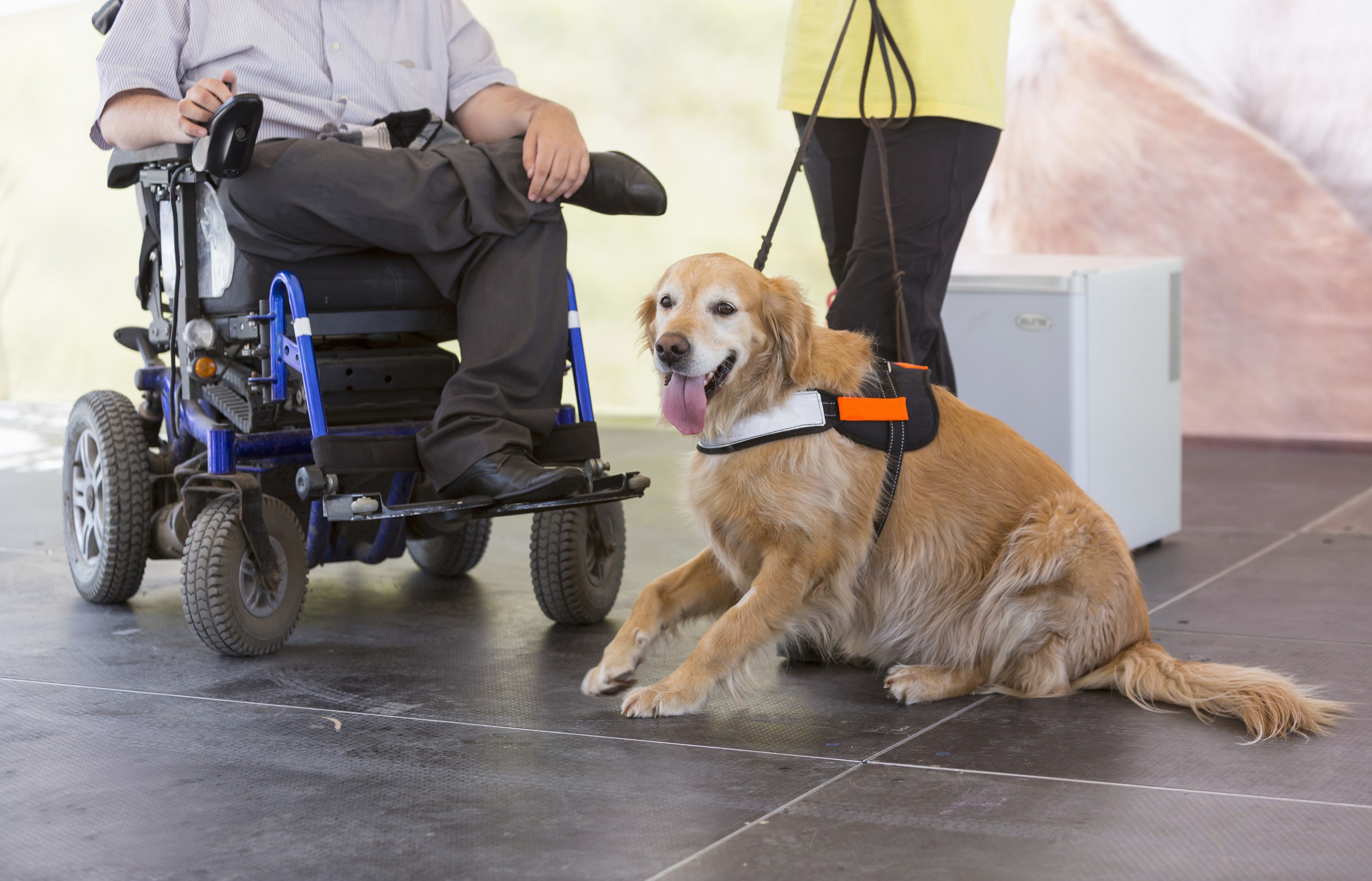 1517657298 Service Assistance And Therapy Dogs What Is The Difference.jpg