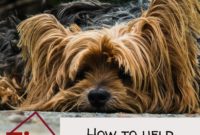 1517657589 How To Help Your Dog To Stop Eating Poop Tips Yorkie Dog Posh.jpg