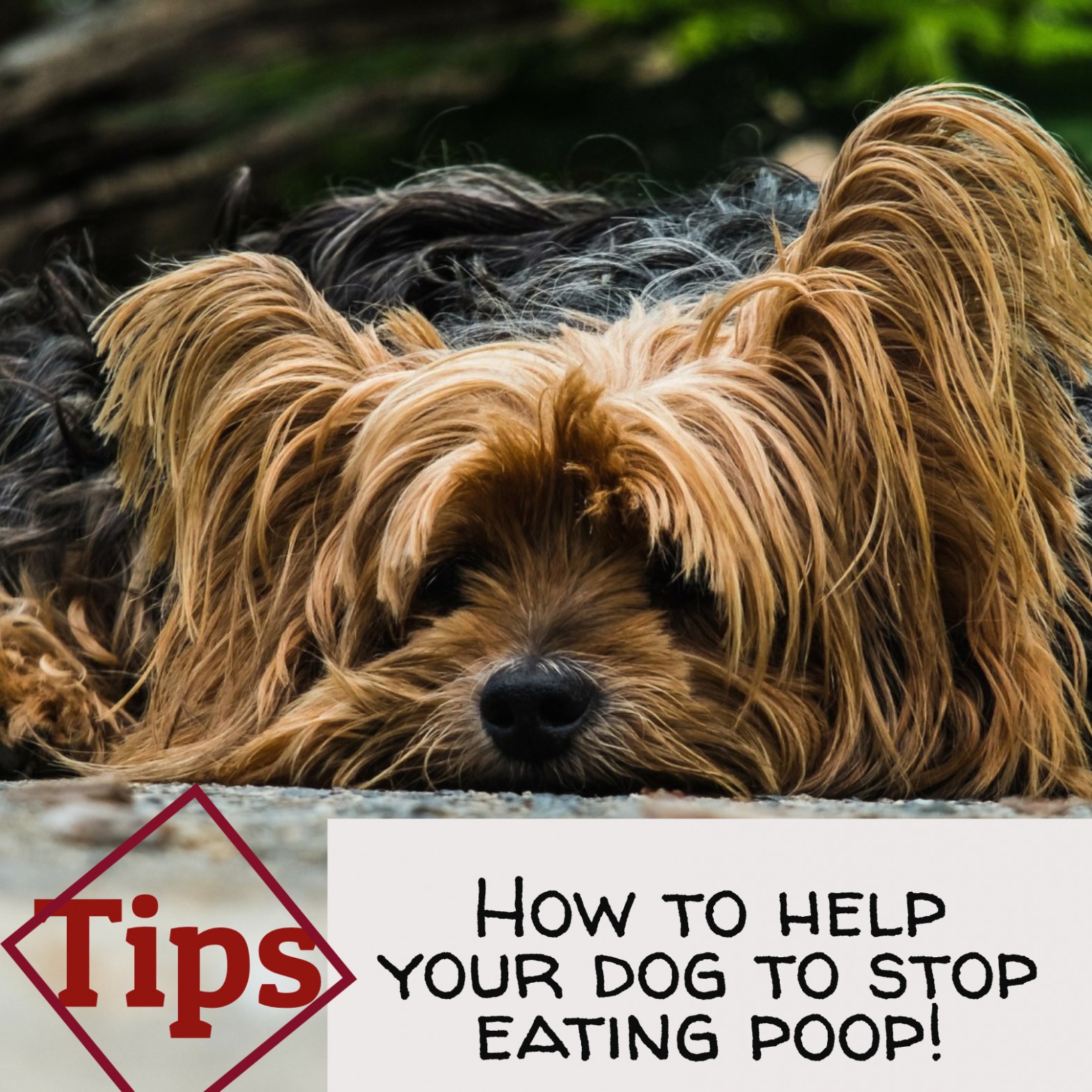 1517657589 How To Help Your Dog To Stop Eating Poop Tips Yorkie Dog Posh.jpg
