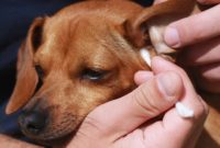 1517668647 Infection Due To Allergies In Dogs Symptoms Causes Diagnosis.jpg
