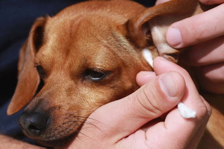 Why Is Treating Dog Ear Infection So