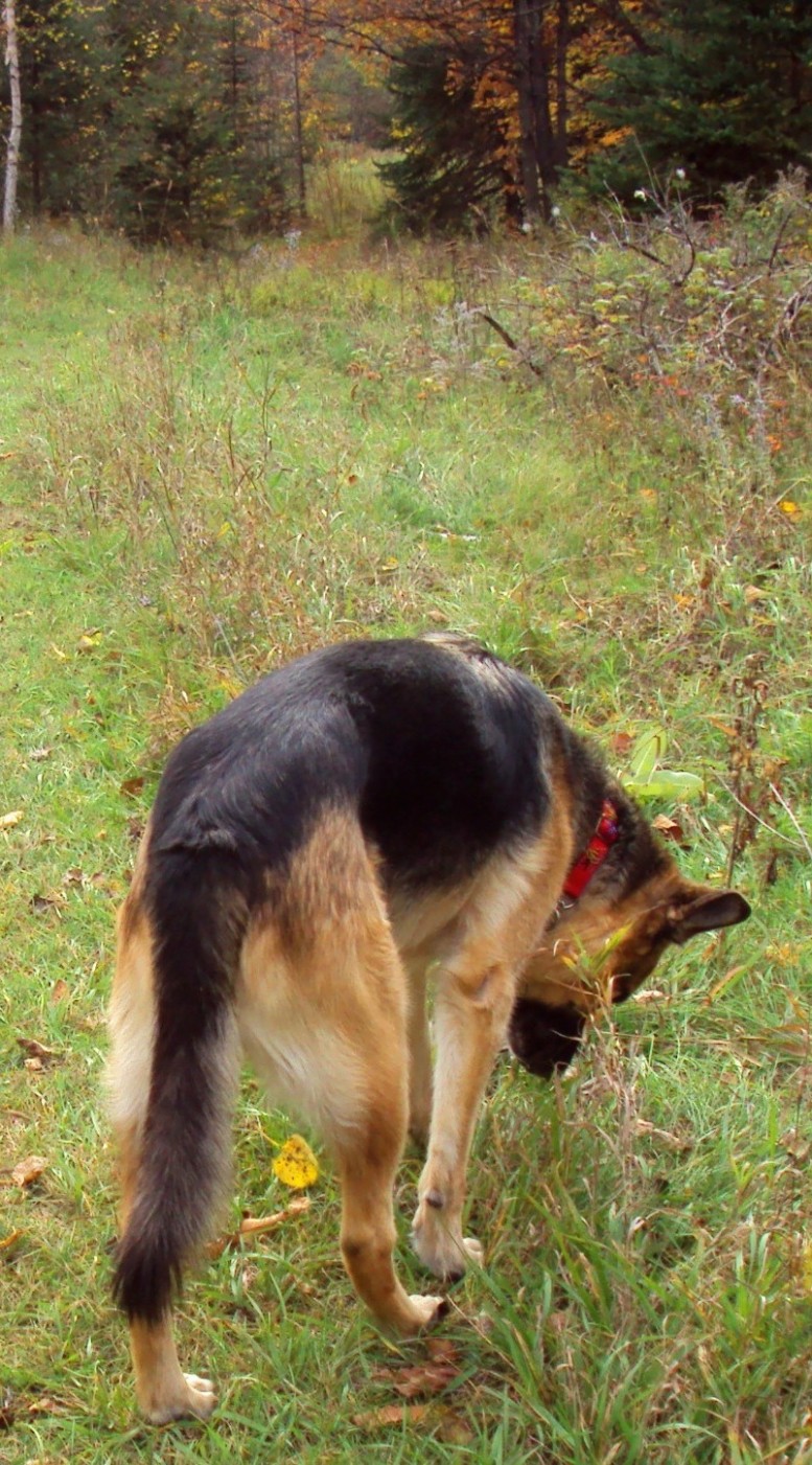 1517668835 Ottawa Valley Dog Whisperer Natural Treatment For.jpg
