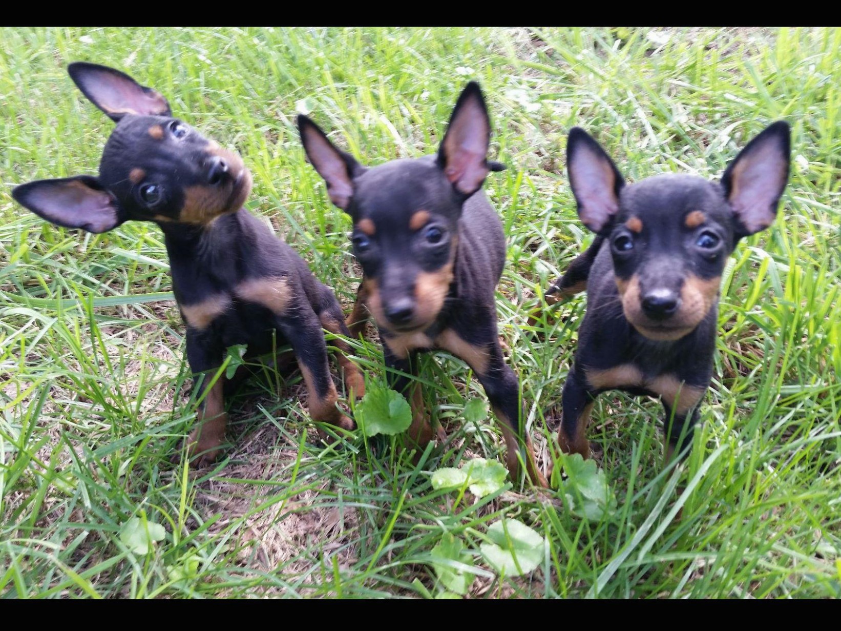 1517669538 Amanda Craig Manchester Terrier Puppies For Sale.jpg
