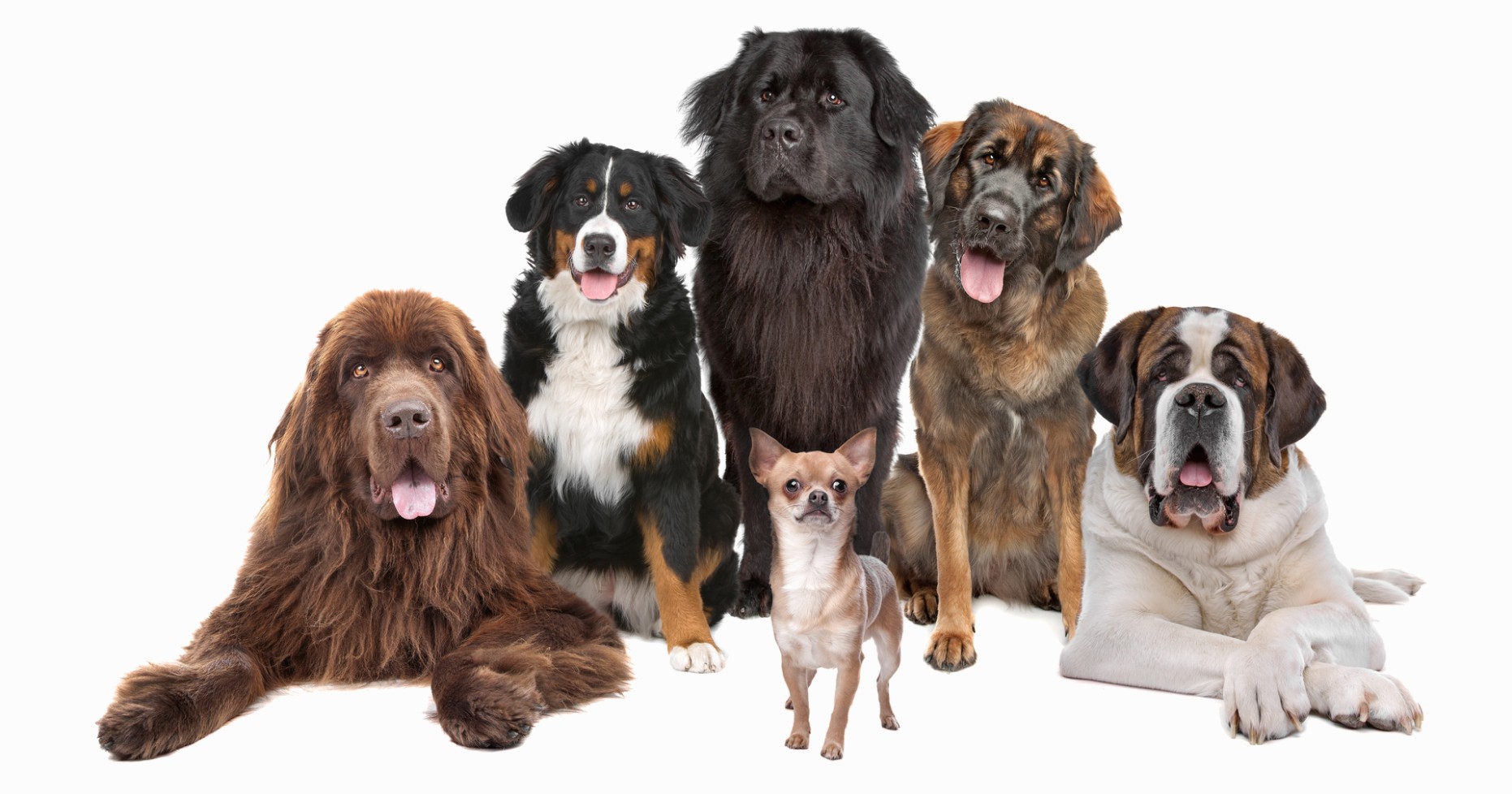 1517669994 Blue Ribbon K7 Academy Dog Trainer Puppy Service And Therapy Dogs.jpg