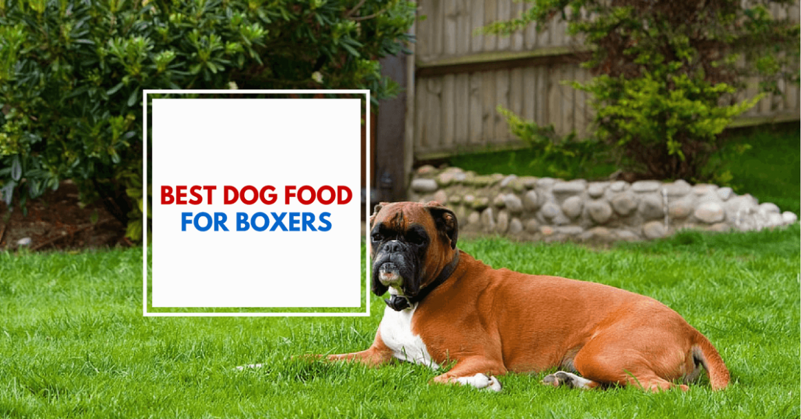 1517670302 Best Dog Food For Boxers The Palace Dog.png
