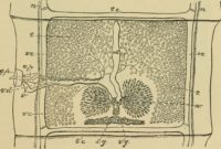 1517670944 Image From Page 12 Of Diseases Of Cattle Sheep Goats And Swine 12.jpg