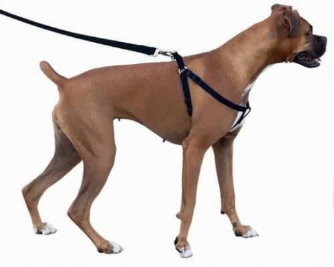 1517759445 Top 13 Best Dog Harnesses In 13.jpg