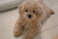 1517760058 15 Outrageously Adorable Poodle Mixes You Need To See.jpg