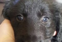 1517761206 Black Labrador X Golden Retriever Puppies For Sale St.jpg