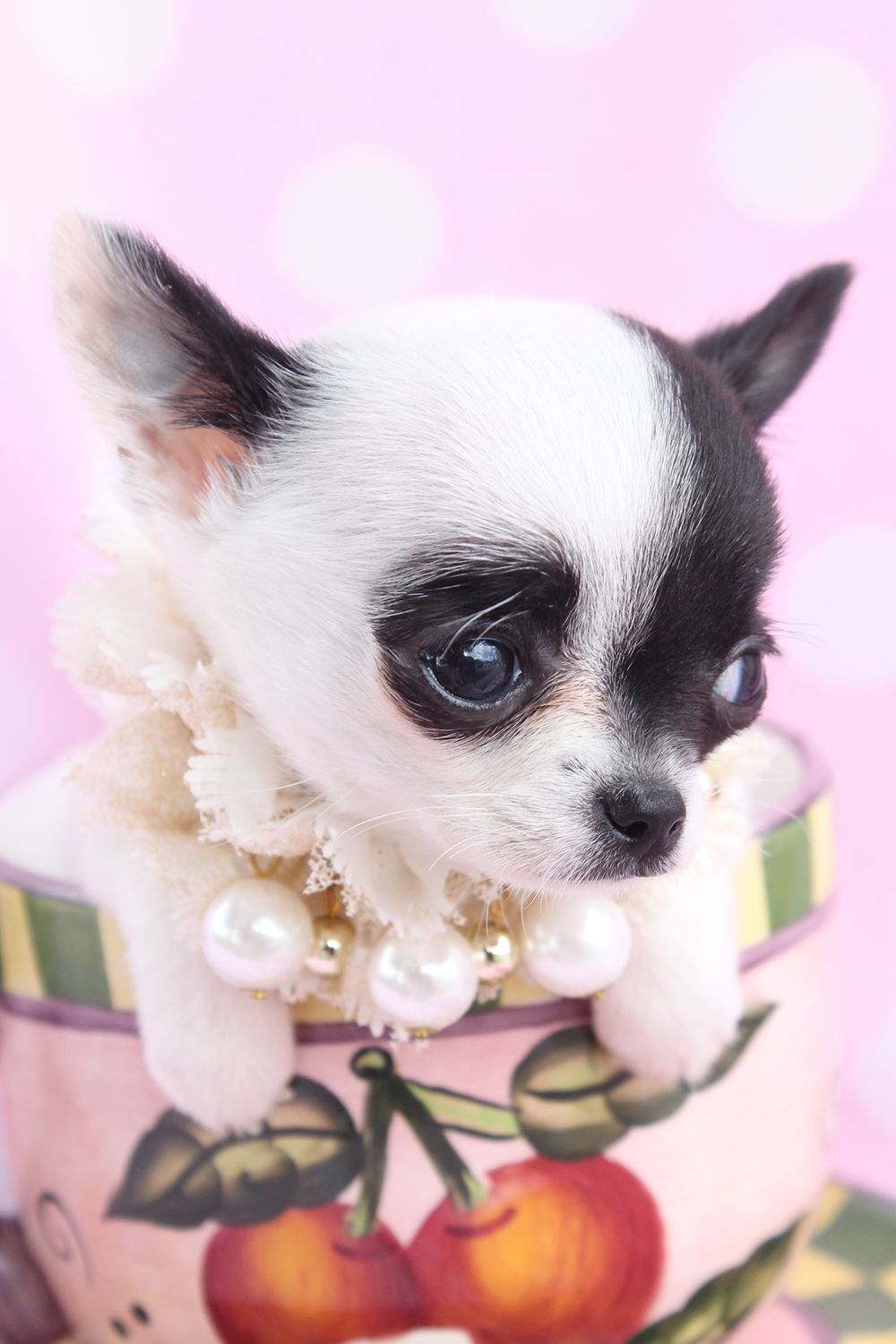 Chihuahua Puppies For Sale Florida